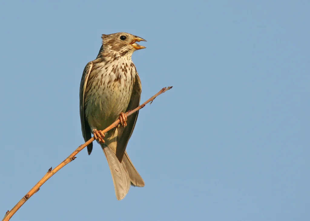 黍鹀(Emberiza calandra)