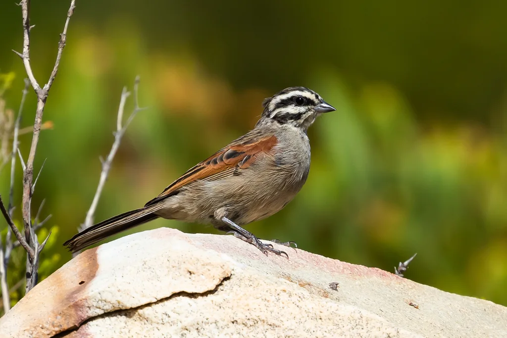 南非岩鹀(Emberiza capensis)