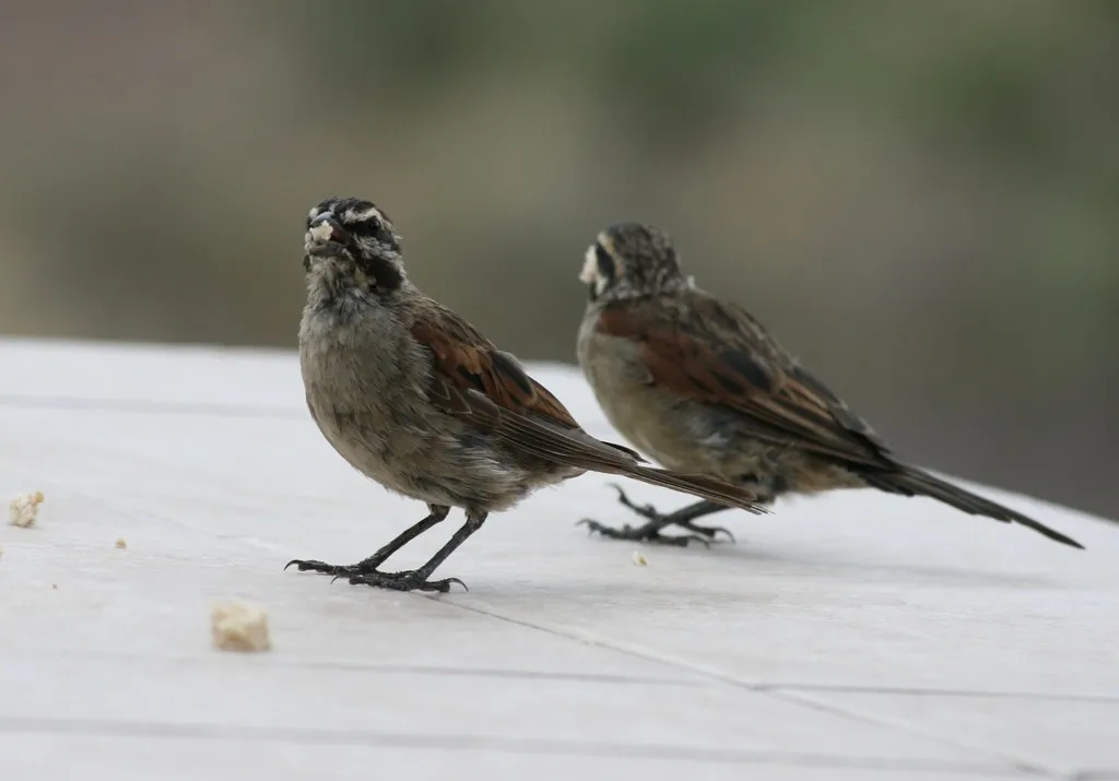 南非岩鹀(Emberiza capensis)