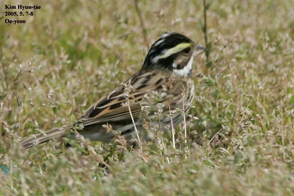 黄眉鹀(Emberiza chrysophrys)
