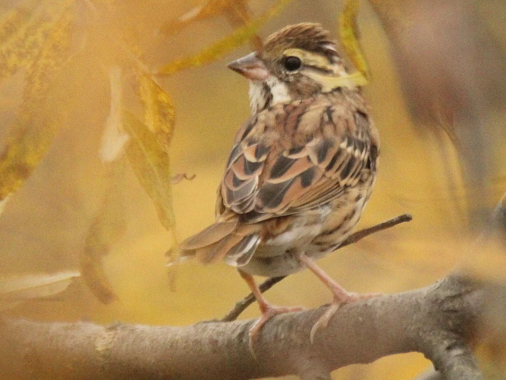 黄眉鹀(Emberiza chrysophrys)