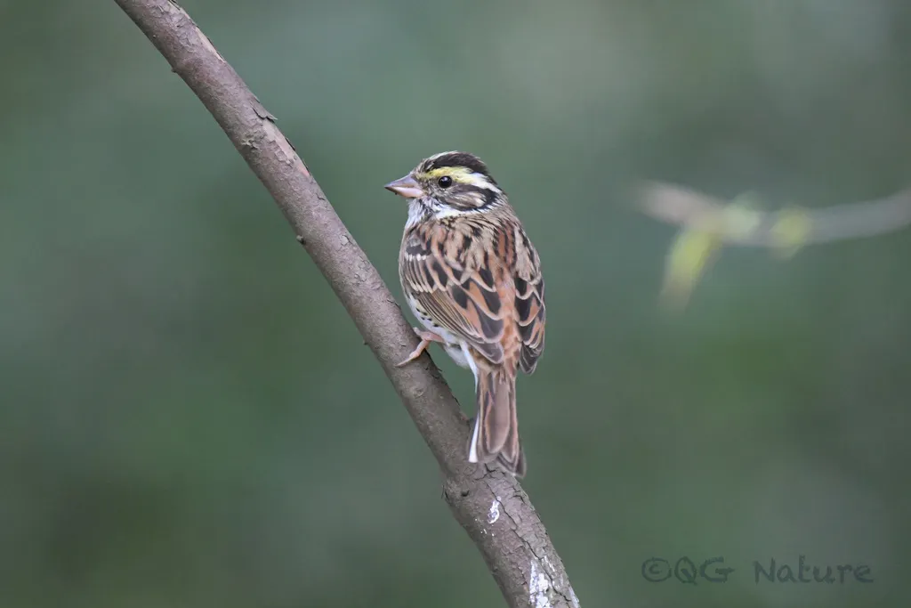 黄眉鹀(Emberiza chrysophrys)