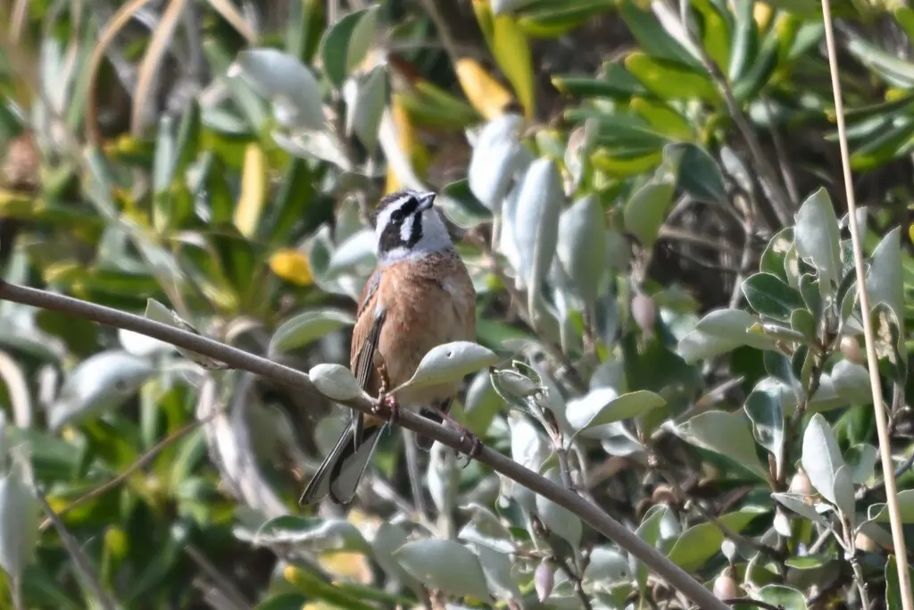 三道眉草鹀(Emberiza cioides)