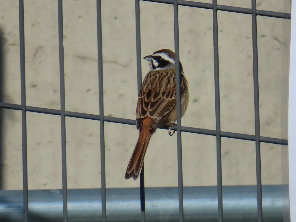 三道眉草鹀(Emberiza cioides)