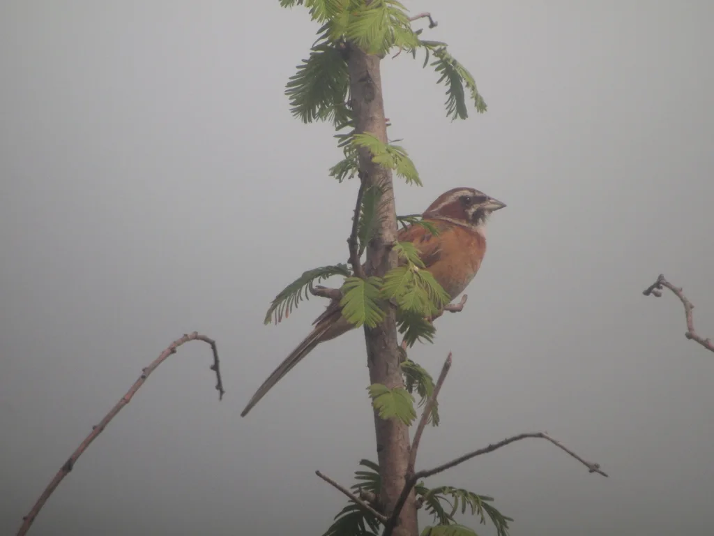 三道眉草鹀(Emberiza cioides)
