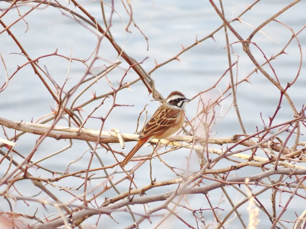 三道眉草鹀(Emberiza cioides)
