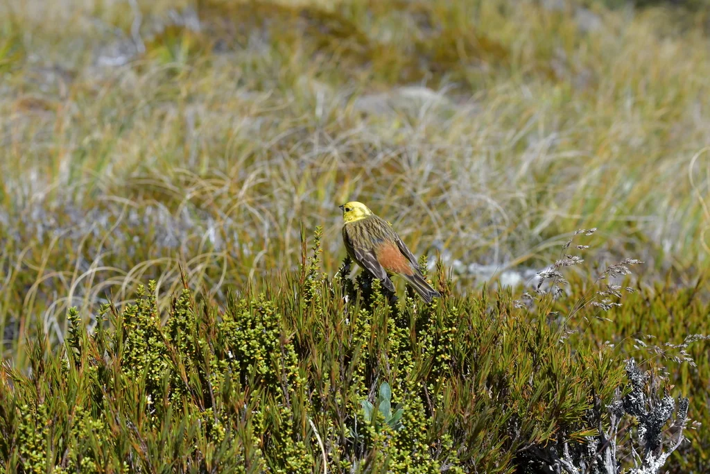 黄鹀(Emberiza citrinella)