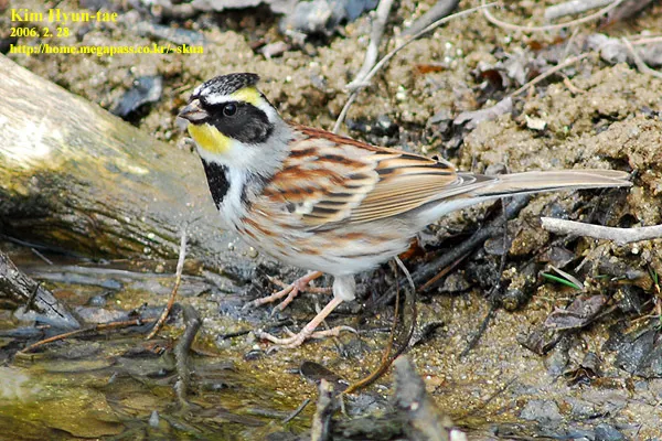 黄喉鹀(Emberiza elegans)