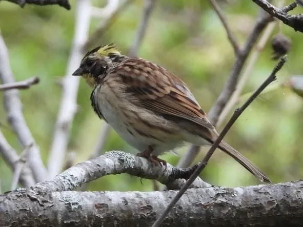 黄喉鹀(Emberiza elegans)