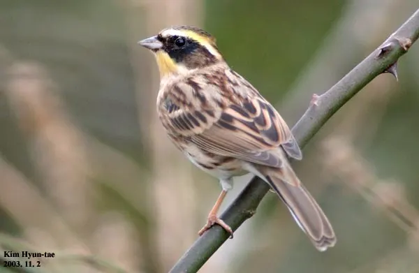 黄喉鹀(Emberiza elegans)