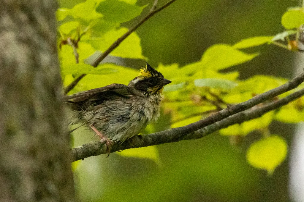 黄喉鹀(Emberiza elegans)