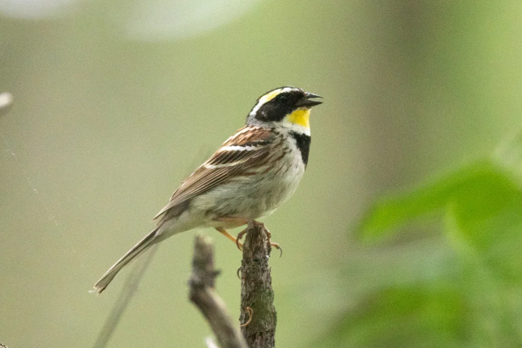 黄喉鹀(Emberiza elegans)