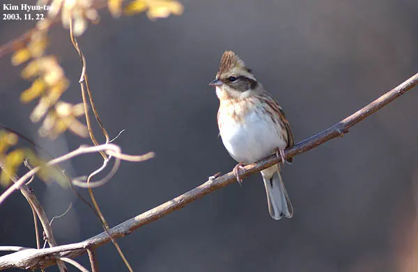 黄喉鹀(Emberiza elegans)