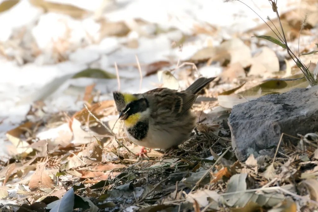 黄喉鹀(Emberiza elegans)