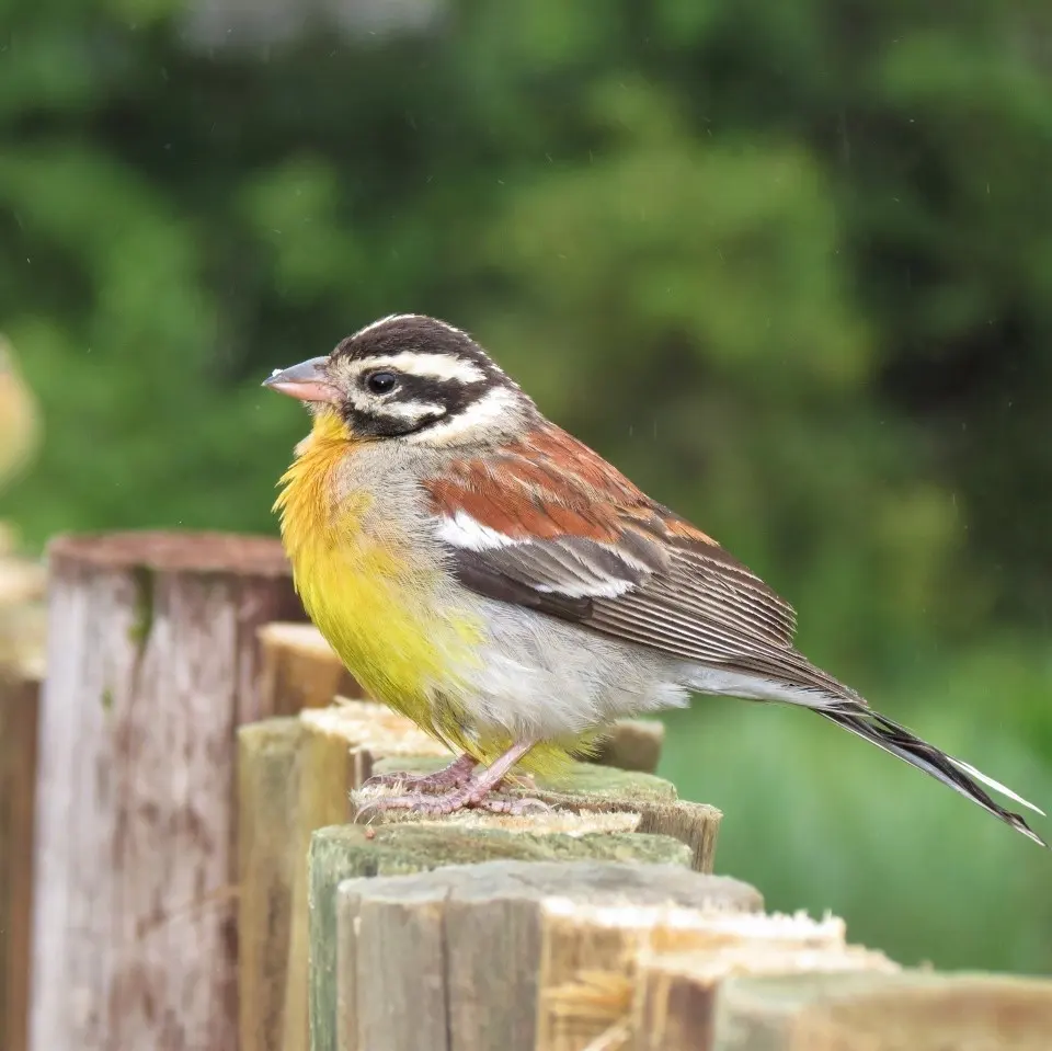 金胸鹀(Emberiza flaviventris)