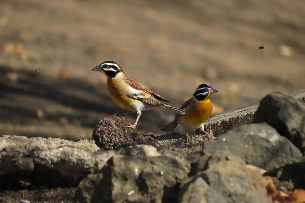 金胸鹀(Emberiza flaviventris)