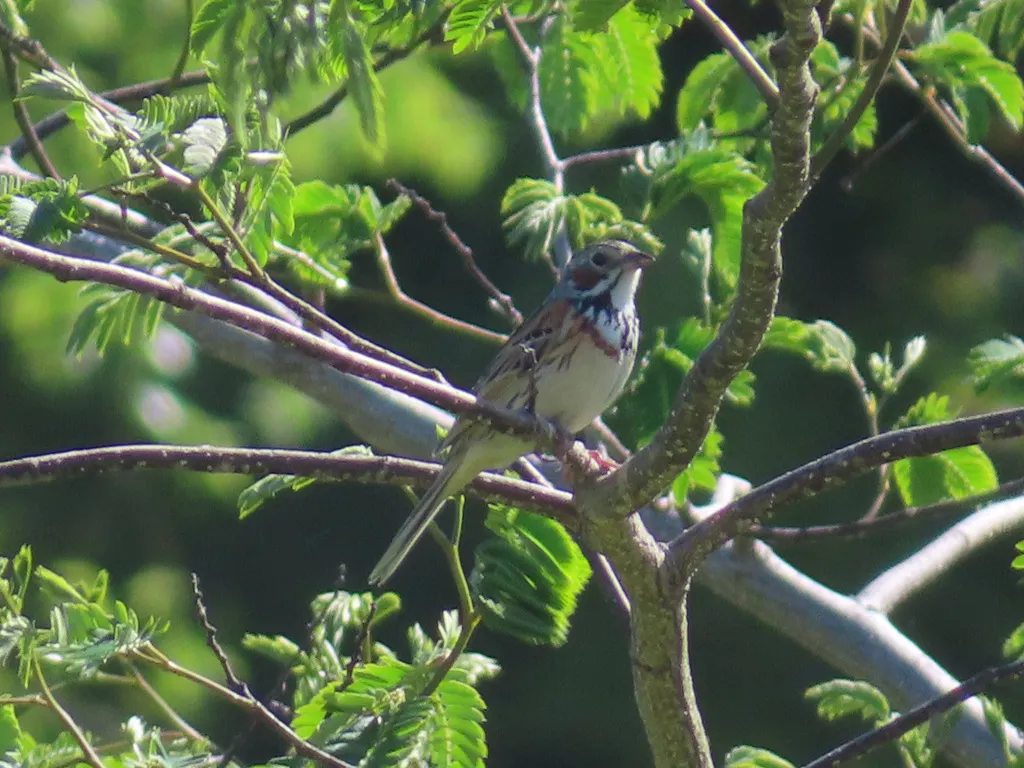 栗耳鹀(Emberiza fucata)
