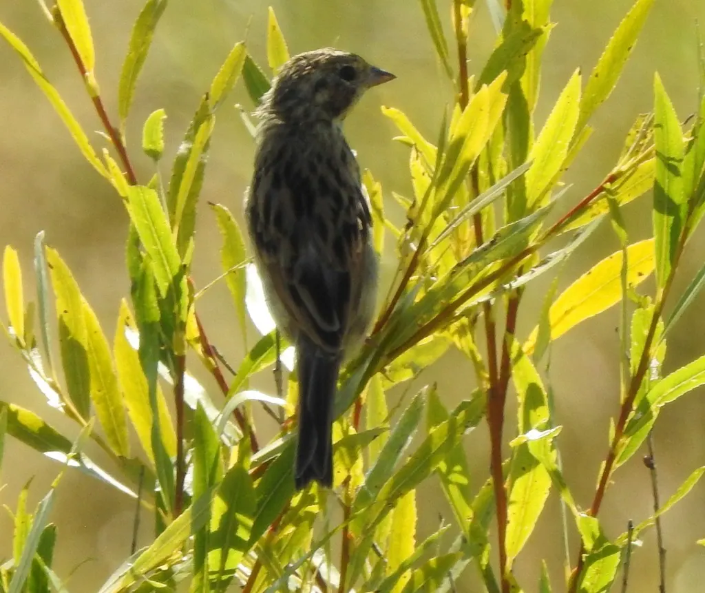 栗耳鹀(Emberiza fucata)