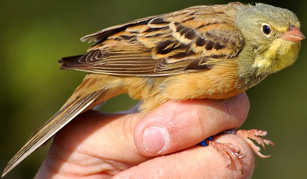 圃鹀（Emberiza hortulana）