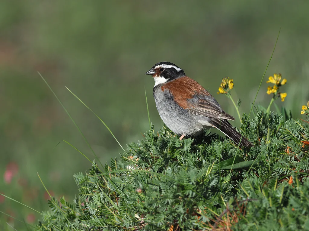 藏鹀（Emberiza koslowi）