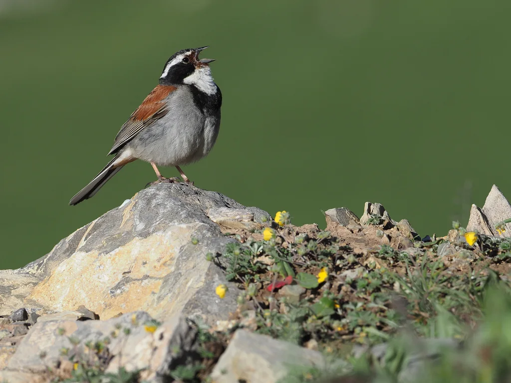 藏鹀（Emberiza koslowi）