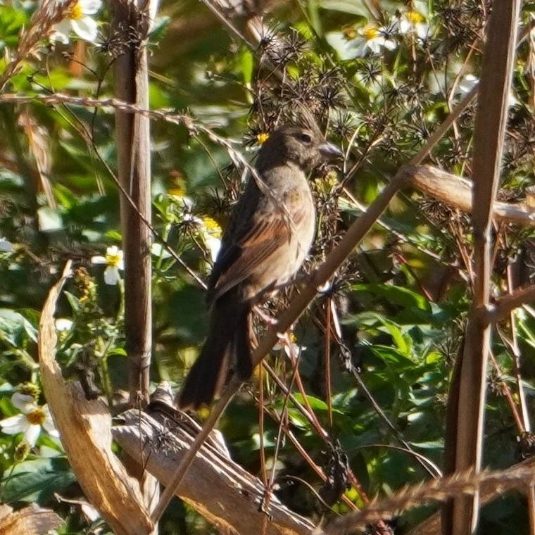凤头鹀(Emberiza lathami)