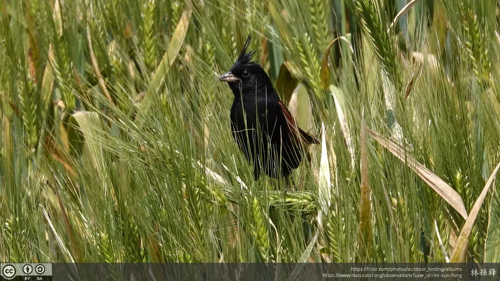 凤头鹀(Emberiza lathami)