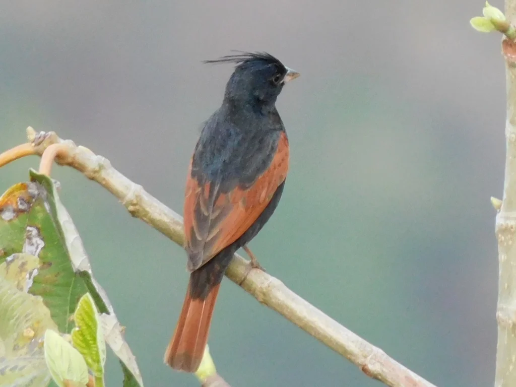 凤头鹀(Emberiza lathami)
