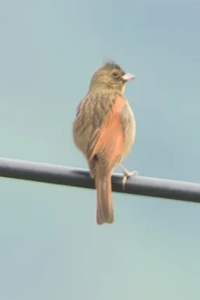 凤头鹀(Emberiza lathami)