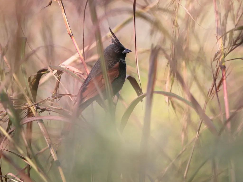 凤头鹀(Emberiza lathami)