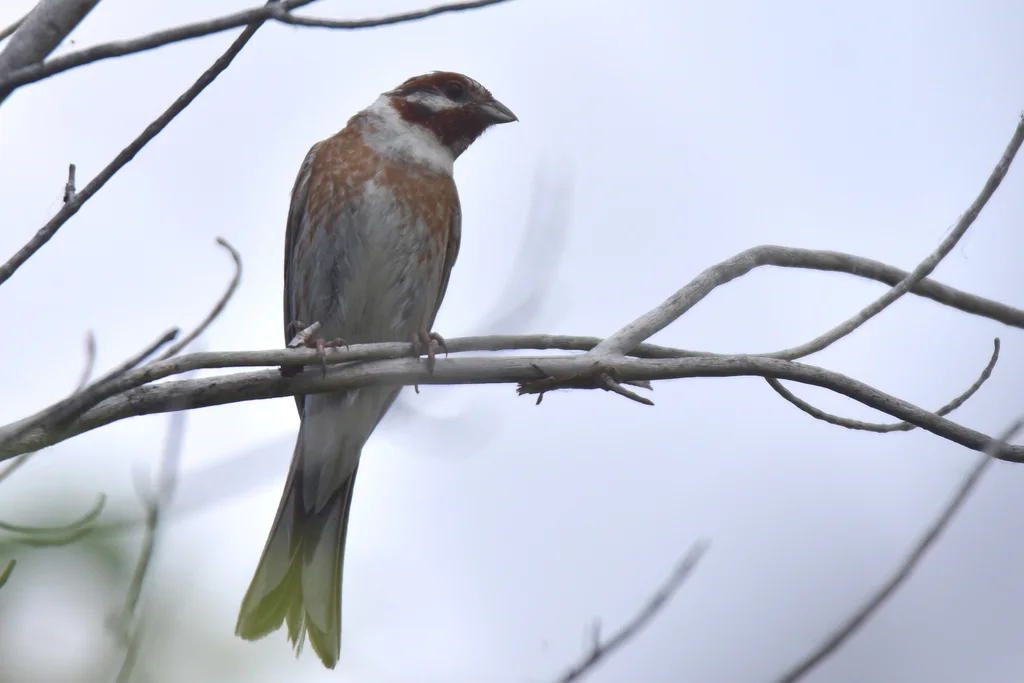 白头鹀(Emberiza leucocephalos)