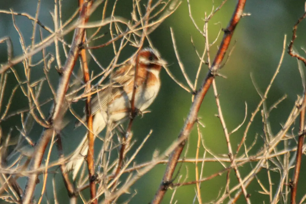 白头鹀(Emberiza leucocephalos)