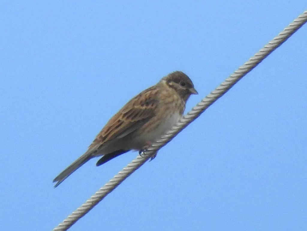 白头鹀(Emberiza leucocephalos)