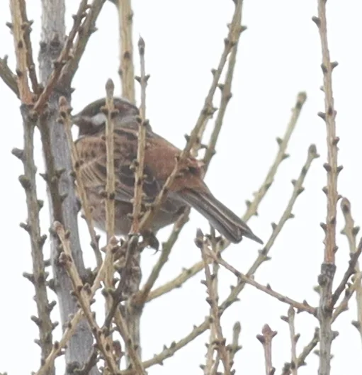 白头鹀(Emberiza leucocephalos)