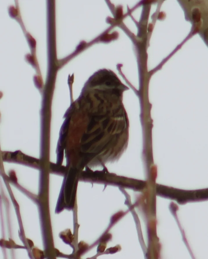 白头鹀(Emberiza leucocephalos)