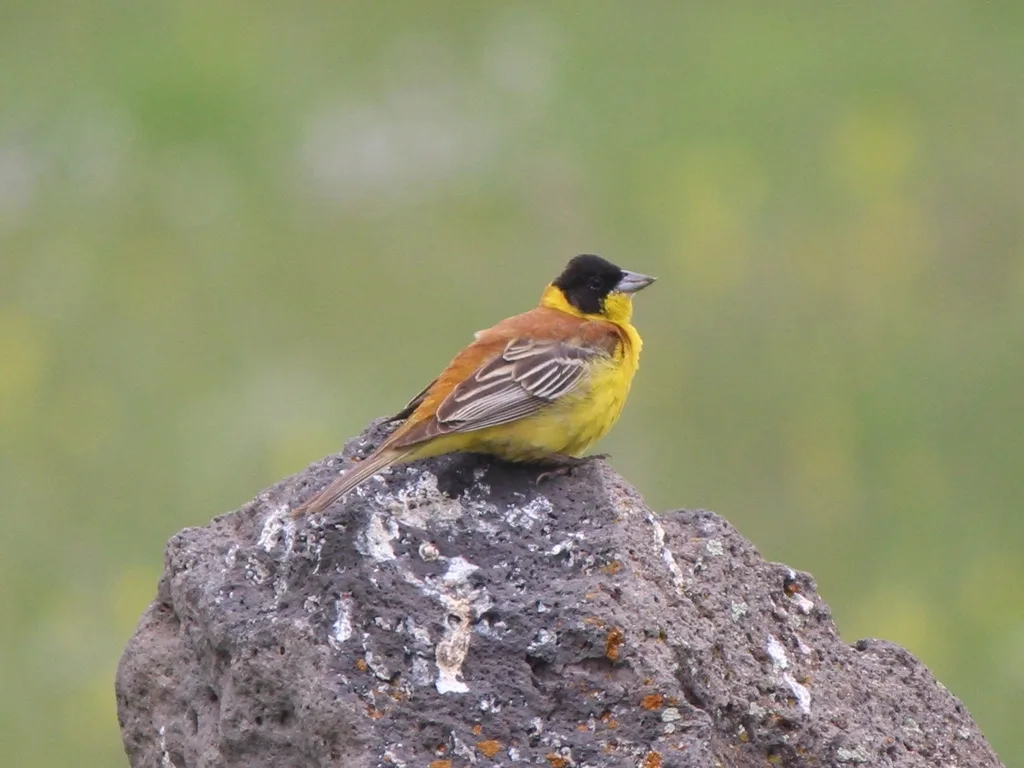 黑头鹀(Emberiza melanocephala)