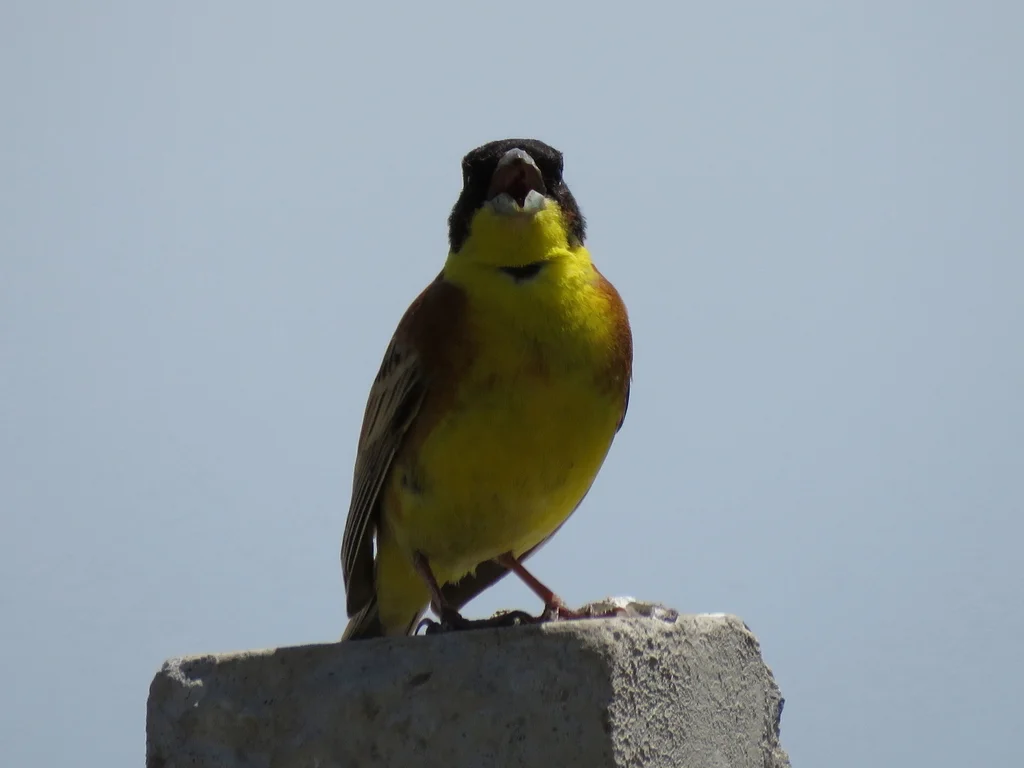 黑头鹀(Emberiza melanocephala)