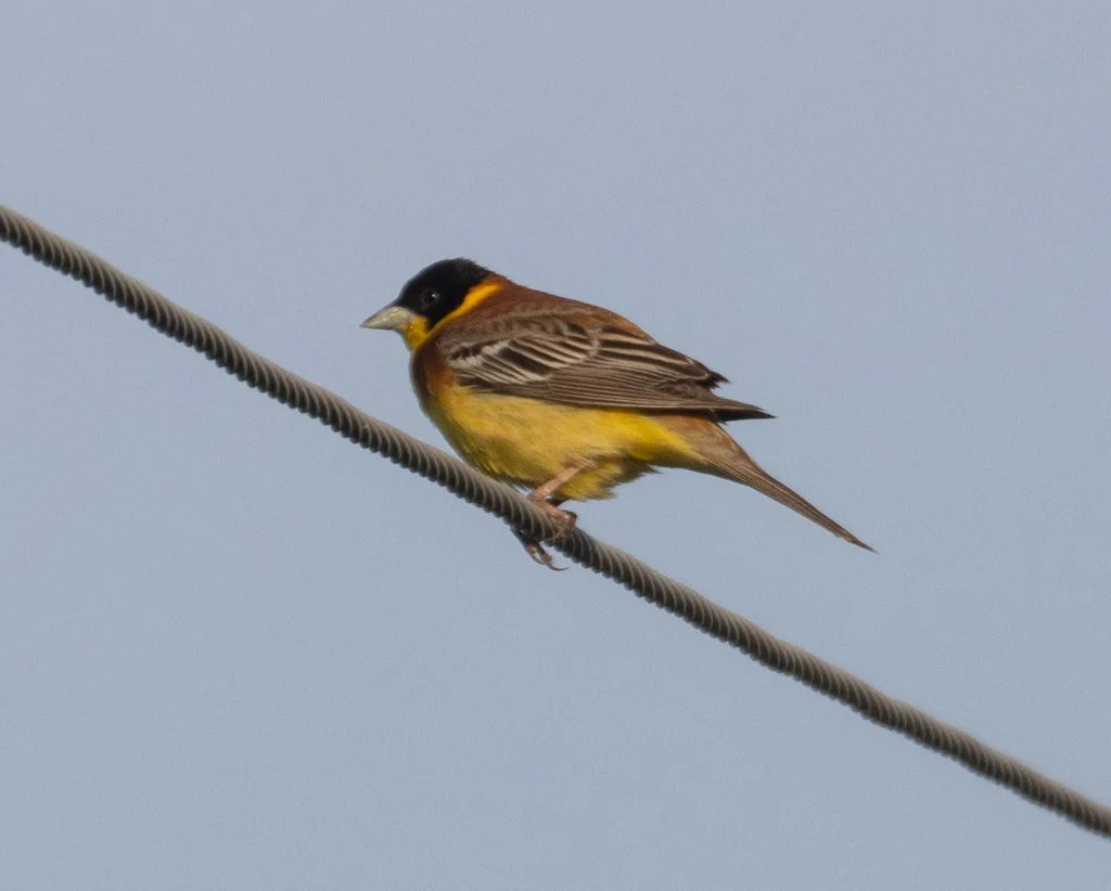 黑头鹀(Emberiza melanocephala)