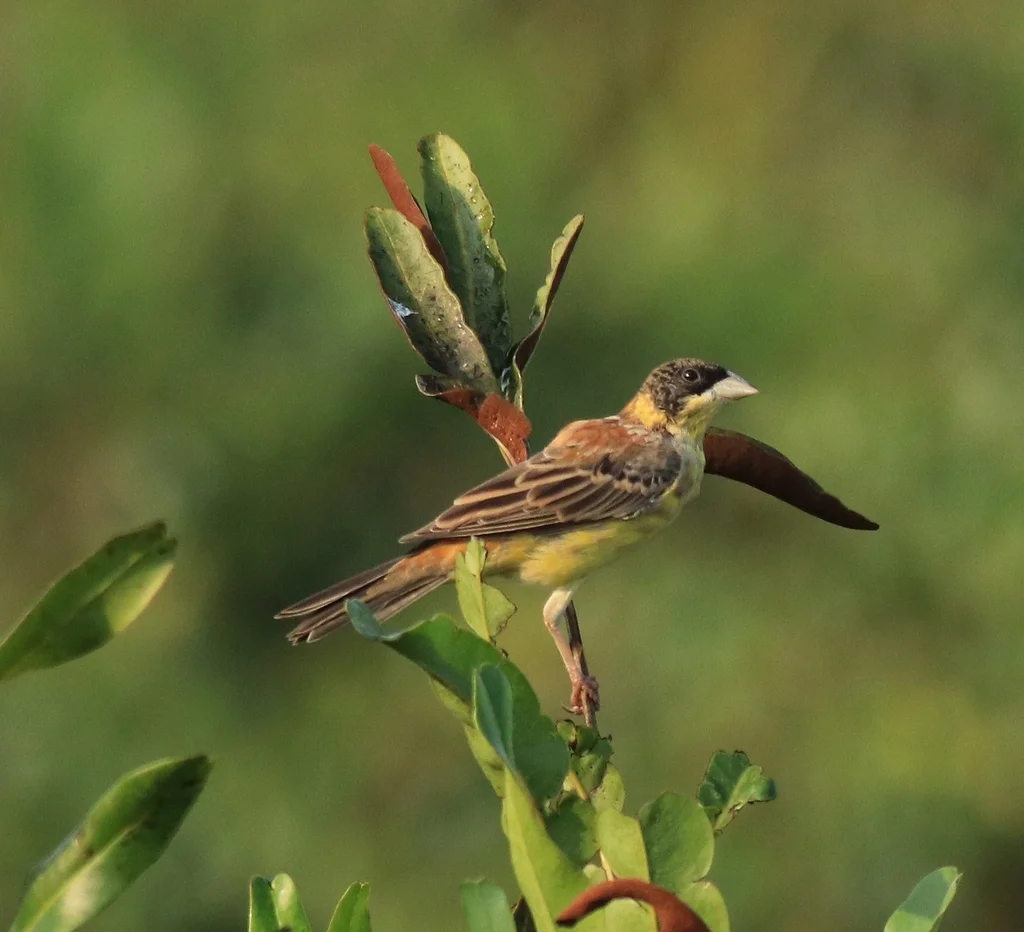 黑头鹀(Emberiza melanocephala)