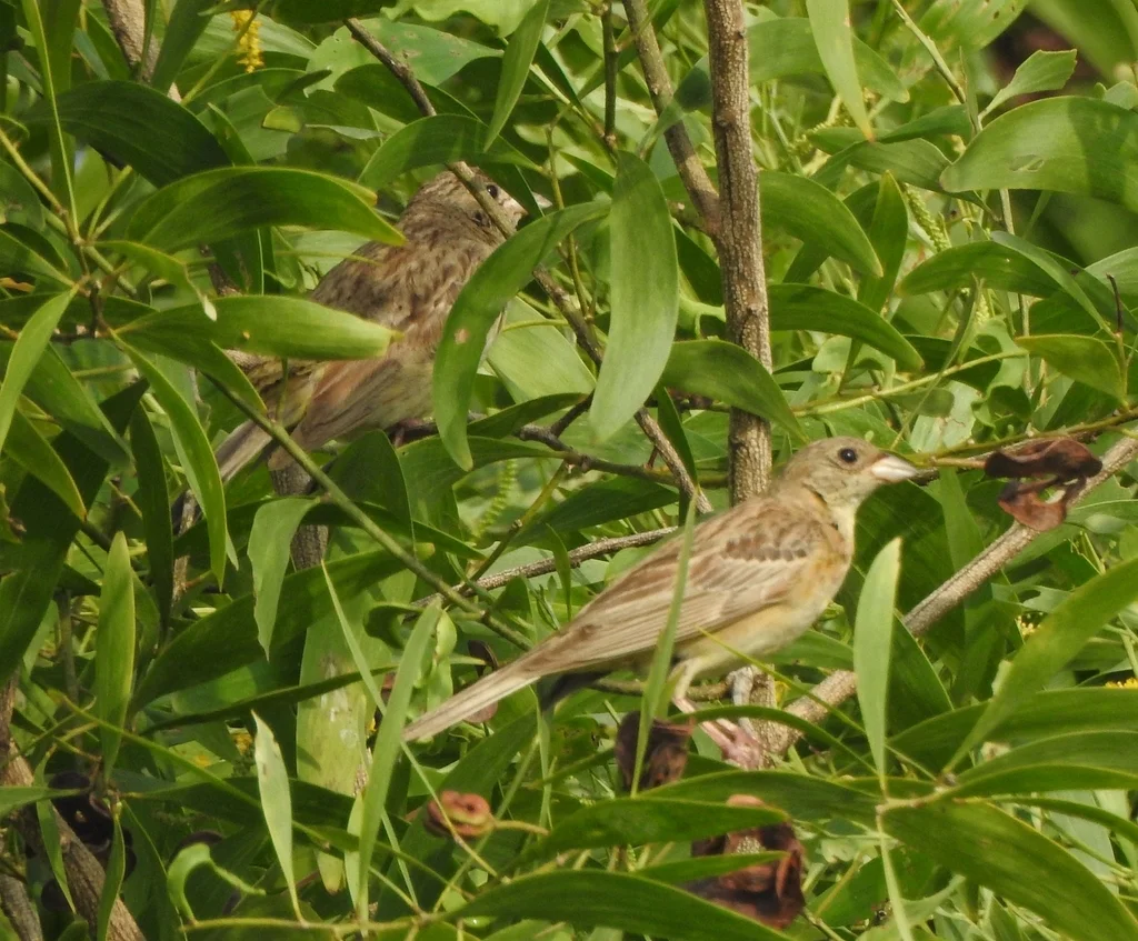 黑头鹀(Emberiza melanocephala)