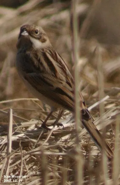 苇鹀(Emberiza pallasi)
