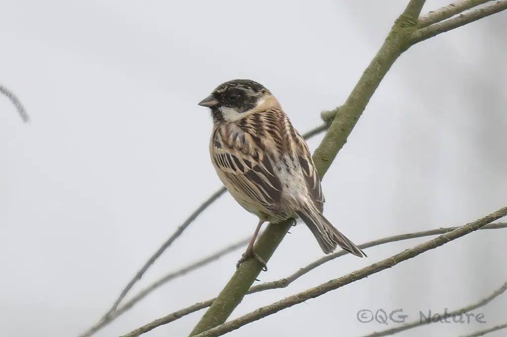 苇鹀(Emberiza pallasi)
