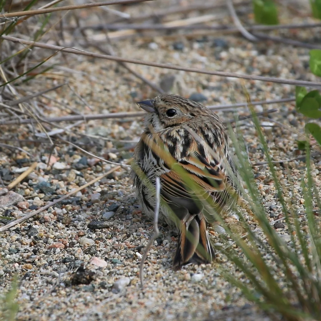 苇鹀(Emberiza pallasi)