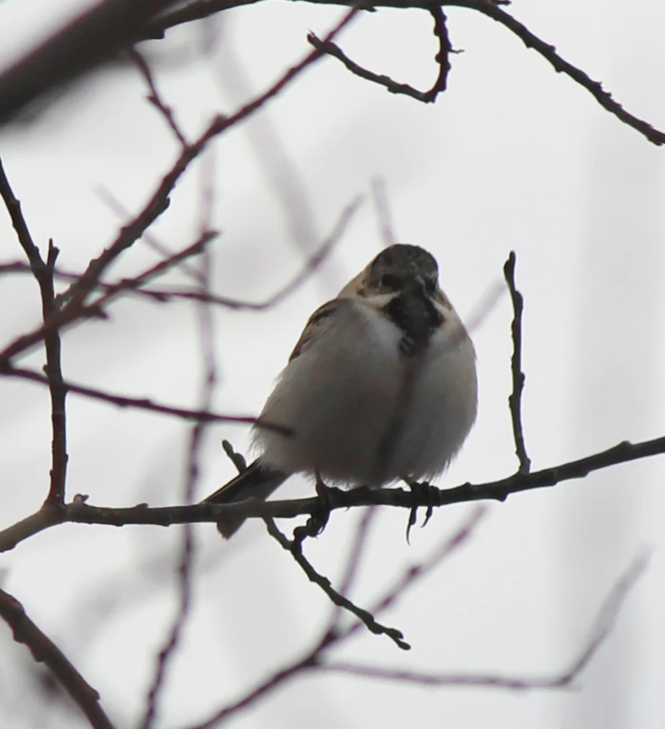 苇鹀(Emberiza pallasi)