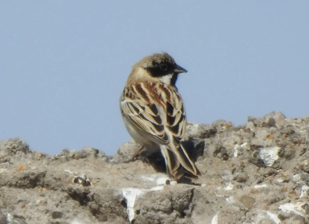 苇鹀(Emberiza pallasi)