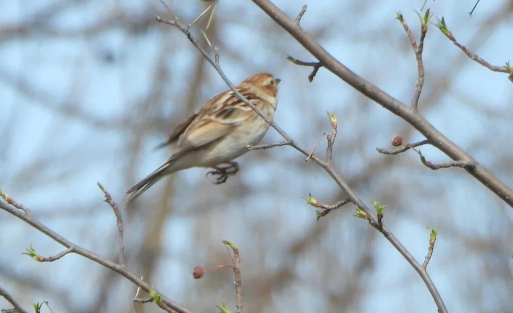 苇鹀(Emberiza pallasi)