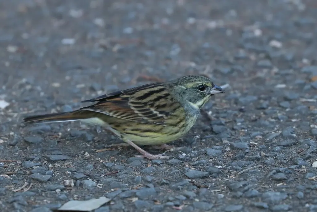 日本灰头鹀(Emberiza personata)