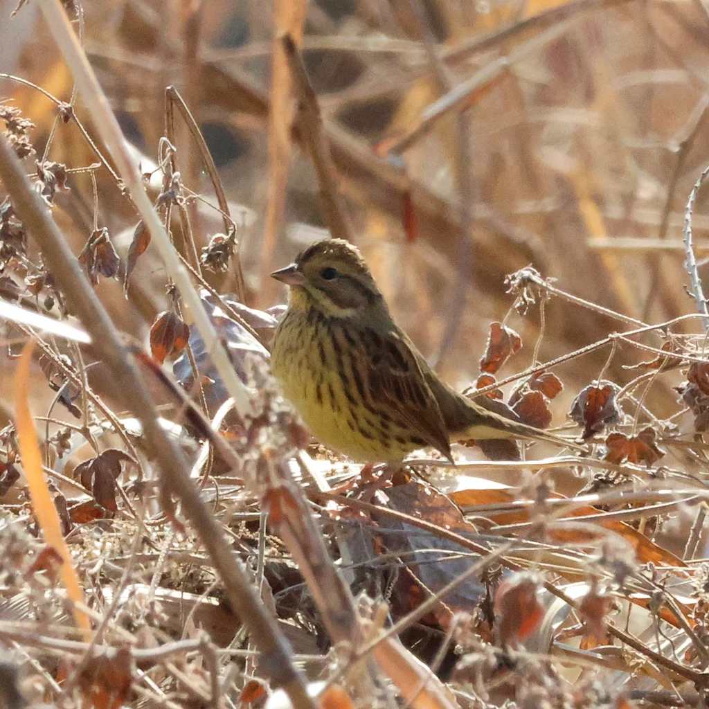日本灰头鹀(Emberiza personata)