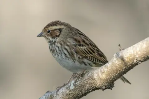 小鹀