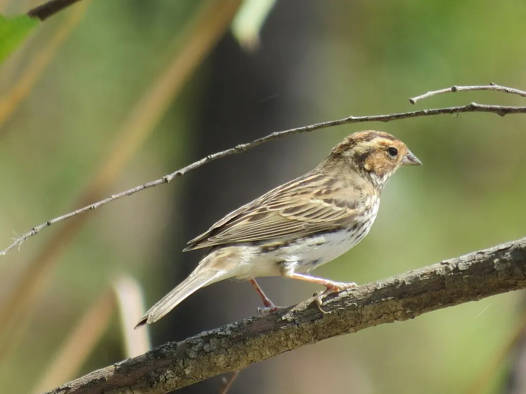 小鹀(Emberiza pusilla)